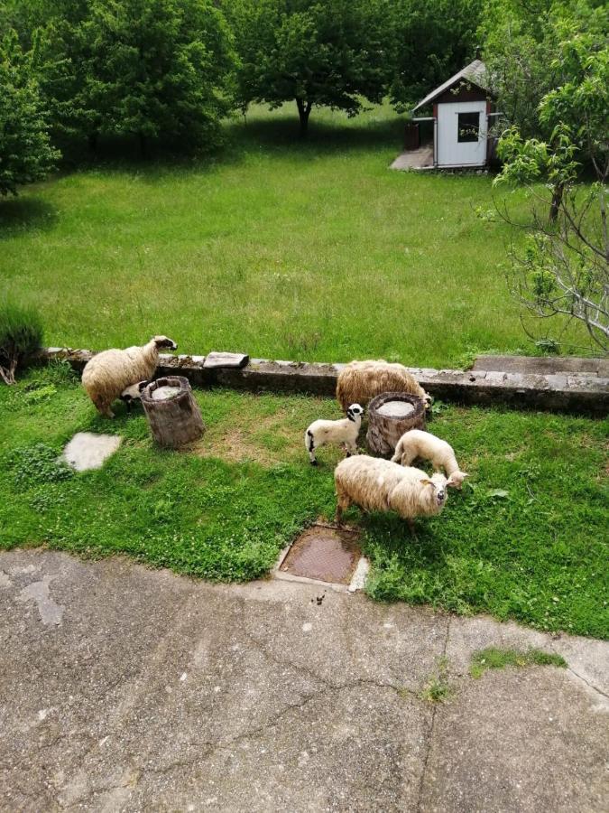 Apartman Duba Senj  Esterno foto